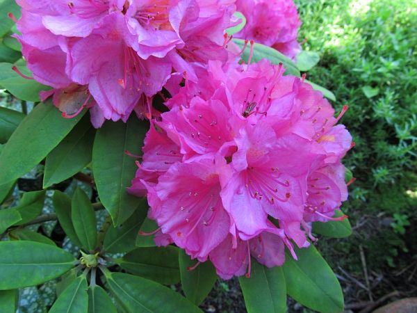 zdjecie Pietrzykowice