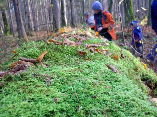 zdjecie Białowieża