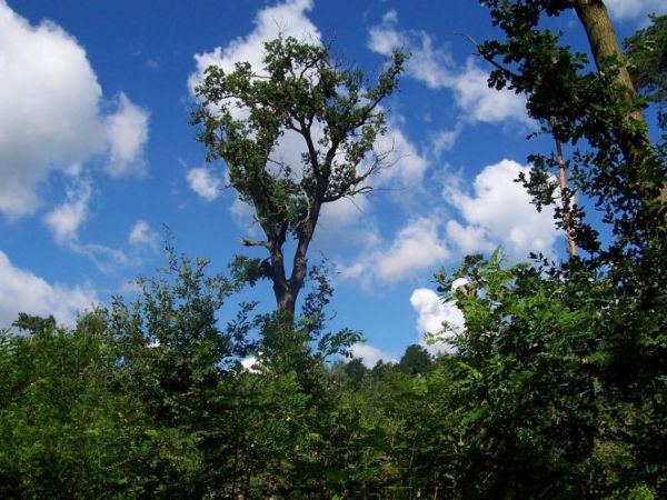 Piękne otaczające lasy.