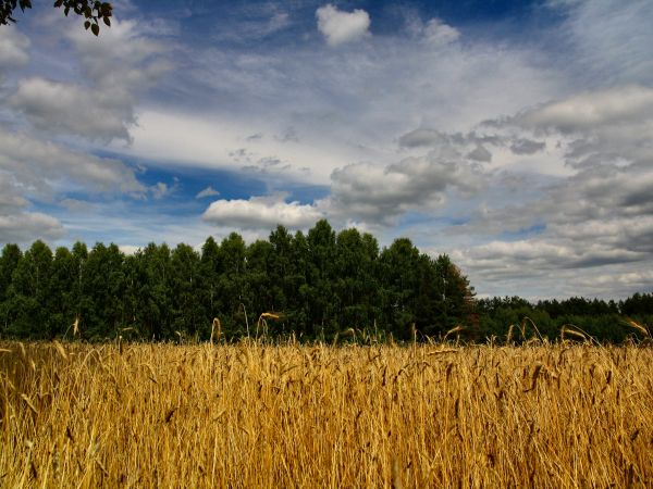 zdjecie Tyniewicze Duże