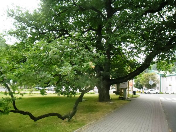 Pomnikowy dąb w centrum Iwonicza.