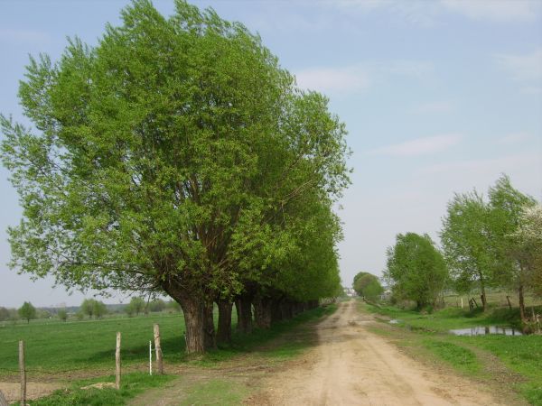 Droga prowadzi przez łąki do Liwca