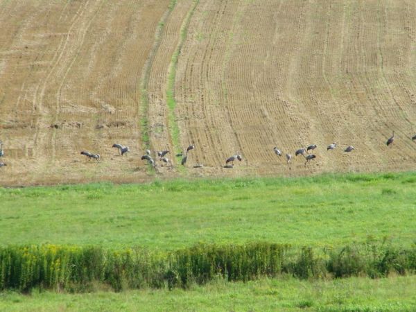 starsza fotka słabo widoczne Żurawie widać wyczuwają zimne prądy i nie przylatują szpaki pewnie też zimno czują