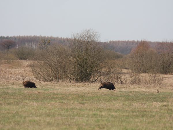 zdjecie Tyniewicze Duże