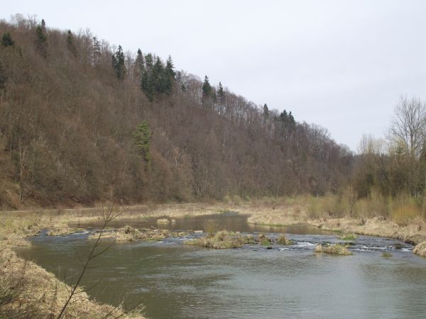 strefy żerowania, migracji i szlaki wędrówek - nadrzecznego ptactwa  /dalej -  w galerii/.