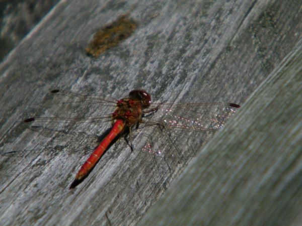 możliwe że to Ważka raczej tak