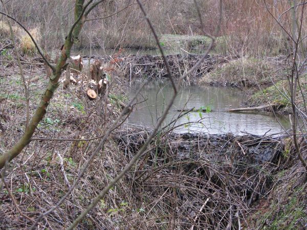 miejsca bytowania bobra - budowle, których zadaniem będzie zatrzymanie wody w zagłębieniach terenu, chroniących w ten sposób przed letnimi suszami. Zalew - tak