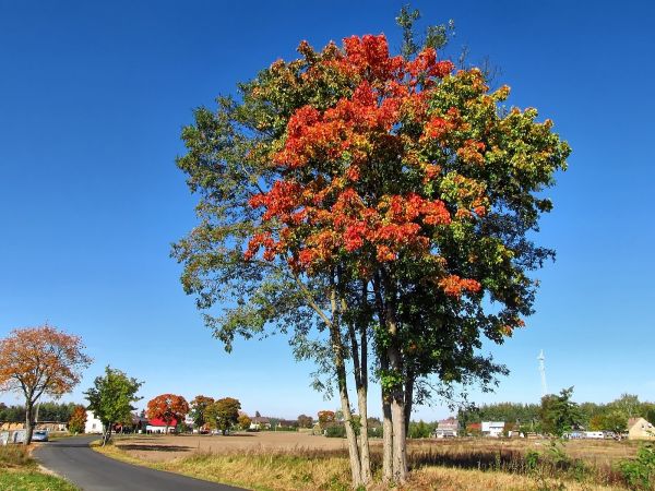 Kolorowa jesień przy drodze do Iwiczna