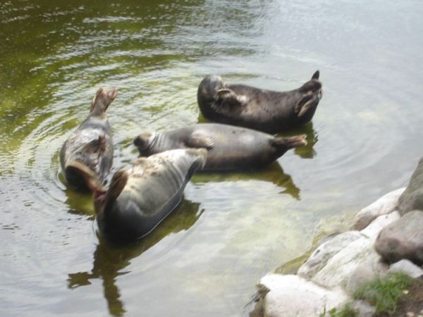 Gdańsk - Oliwa- ZOO