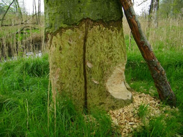 jak mu się uda lub im to pewnie rekord świata