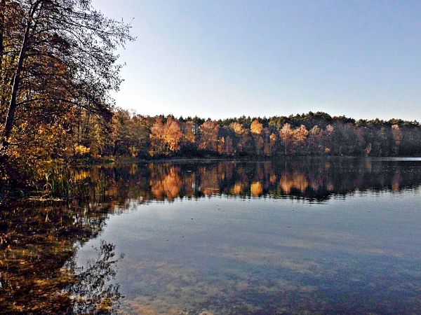 Jezioro w Dzikowie k/Torunia- listopad 2018 .  Jezioro ma 7 ha powierzchni i jest otoczone lasem.  Głębokość maksymalna wynosi 18 m, a średnia około 2 m.