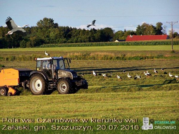 Bociany lubią pracowitą wieś.