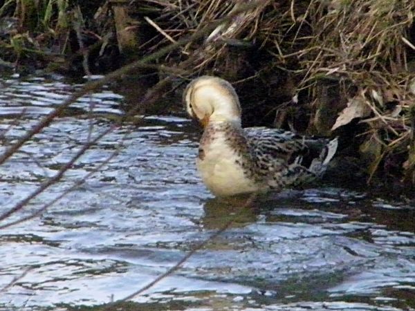 kaczka krzyżówka trochę odmina od reszty
