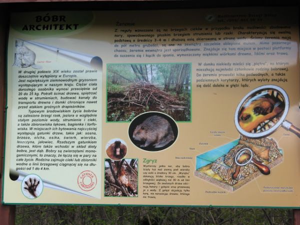 w przysiółku Podkamionka - w Rezerwacie Przyrody "Bobry w Uhercach" przy rzece Olszance - a przy okazji wymienienia nazwy tej rzeki polecam galerię m. Uherce Mi