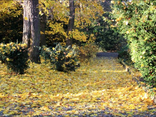 Arboretum w Bolestraszycach - jesienią.