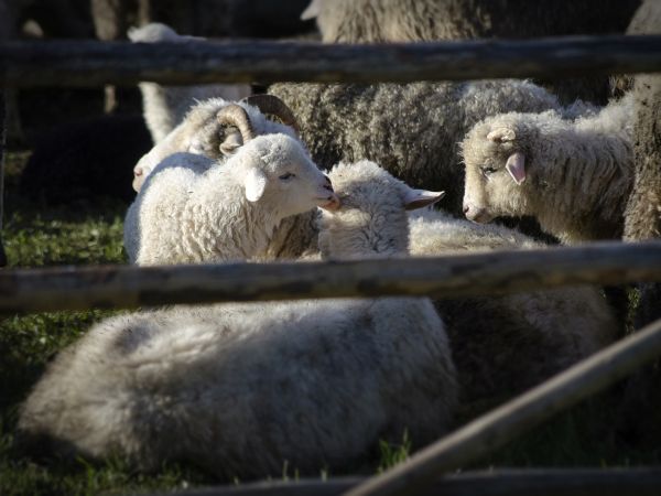 ... tajemnice małej owieczki ...