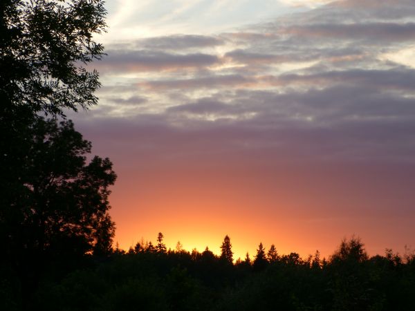 zdjecie Białowieża