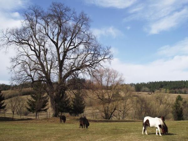 w majętnościach ziemskich Gospodarstwa Agroturystycznego "U Flika" są też pastwiska i wybiegi dla koni - będą służyć gościom w turystyce konnej.