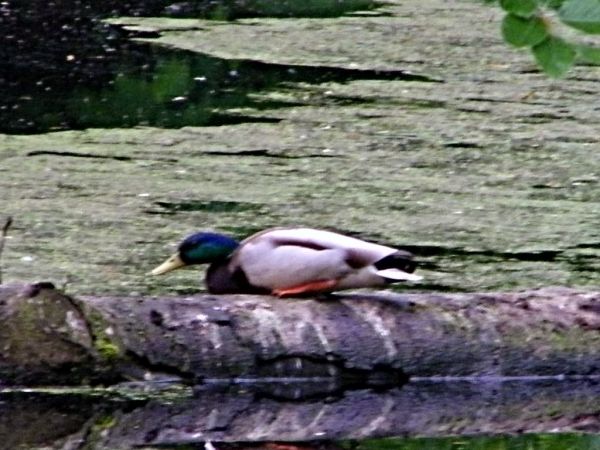 martwi się kaczor że mu ciągle wodę ze stawu spuszczają