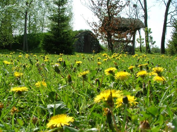 Mlecze w pelnej krasie.