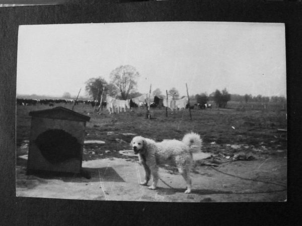 jako młody fotograf nie  myślałem że zakład rolny przestanie istnieć i że zrobią z niego koszmar  w oddali stado krów