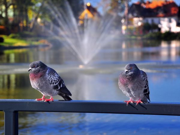 zdjecie Kudowa-Zdrój