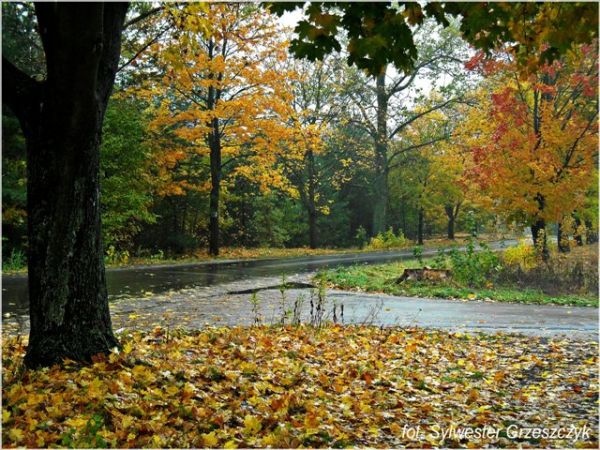 zdjecie Stary Ciepielów
