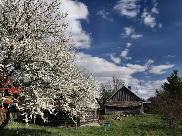 zdjecie Tyniewicze Duże