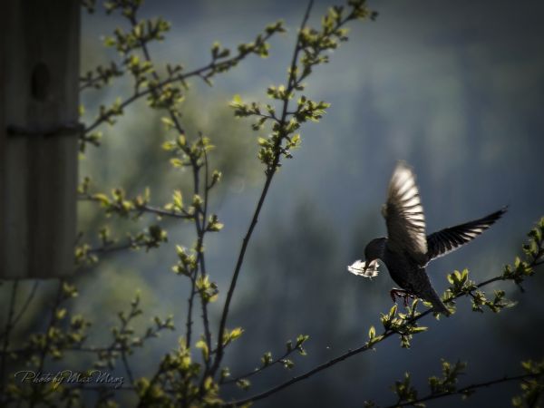 Szpaki doskonale można obserwować z balkonu domu Grevanti w Białce Tatrzańskiej