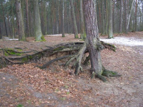 zdjecie Zalesie Górne