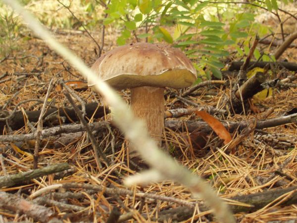 Już nie samotnik, znalazłem sąsiada.