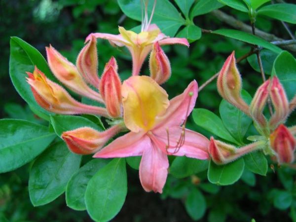 Moszna - parkowe krzewy