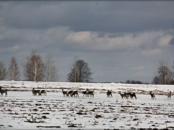 zdjecie Tyniewicze Duże