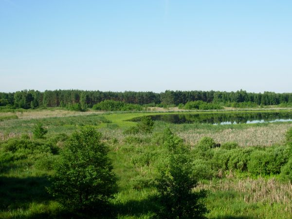 Proces zarastania jeziora