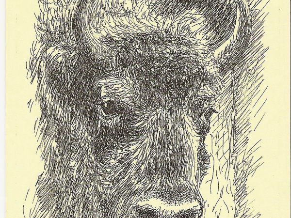 ze zbiorów prywatnych: kartka pocztowa kolekcjonerska - Bieszczadzki Park Narodowy mająca rozsławiać - a od 2010r. też zagrodę żubrów w m. Muczne. W Bieszczadac