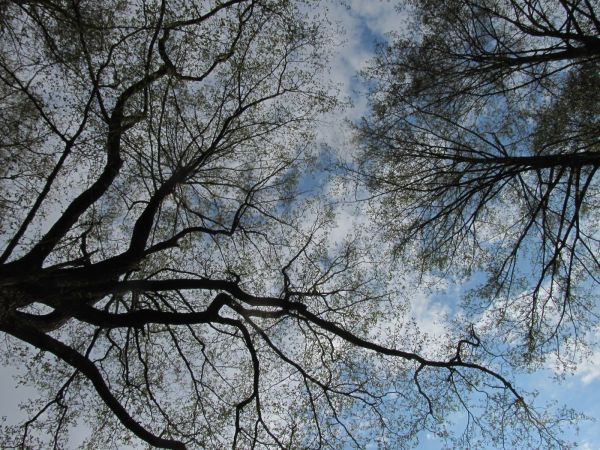 Korony wiosennych drzew przy jeziorze Wdzydze