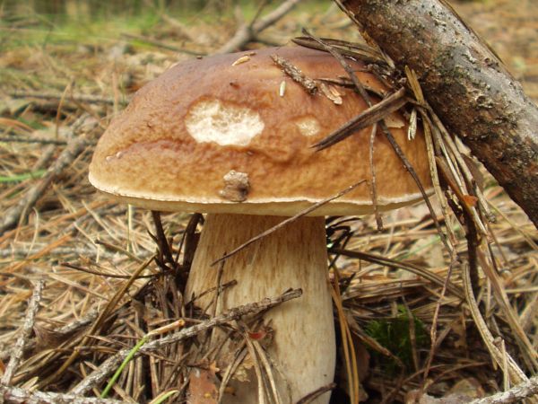 Ozdobą tutejszych lasów jest borowik.