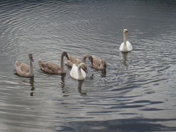 Dzieci rosną jak na drożdżach.