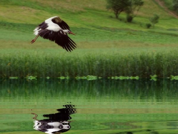 Bocian - Nowosiółki - Fauna