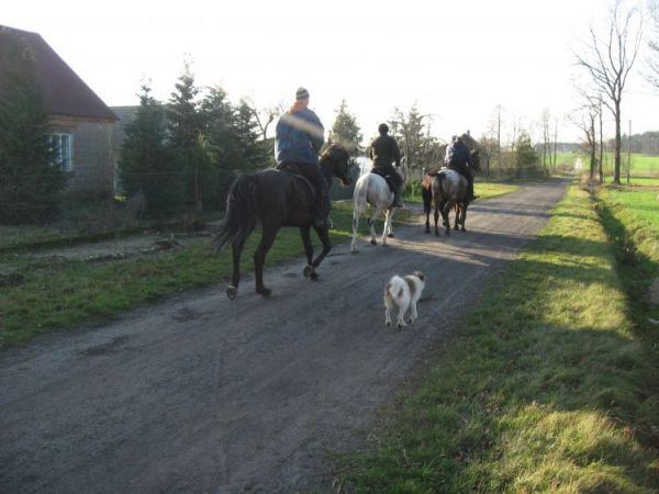 Jezdziectwo to super sport i tak się dzieje we wsi Ciągnisz