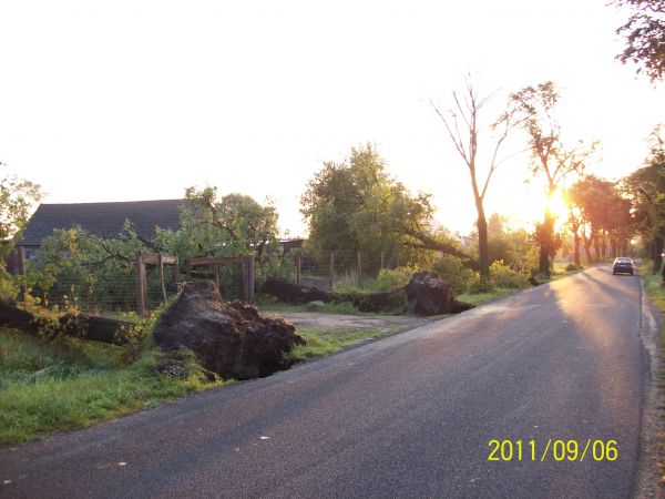 Powywracane drzewa przy drodze