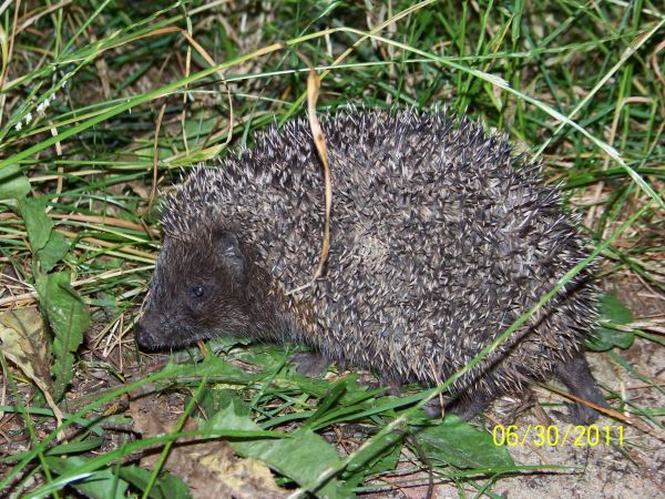 Jeż w poszukiwaniu kolacji