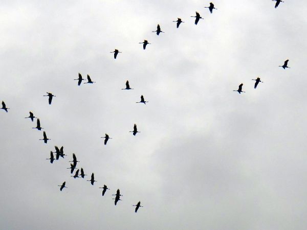 Stojcino- stada żurawi zbierających się jesienią w stada przed odlotem na południe.