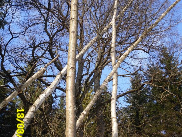 Wzniosły dąb ujęty w ramy natury