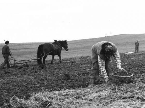 Praca w polu - Suliszowice