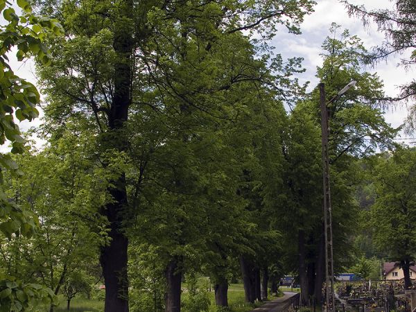 Muszyna.
Aleja lipowa. Pomnik przyrody.