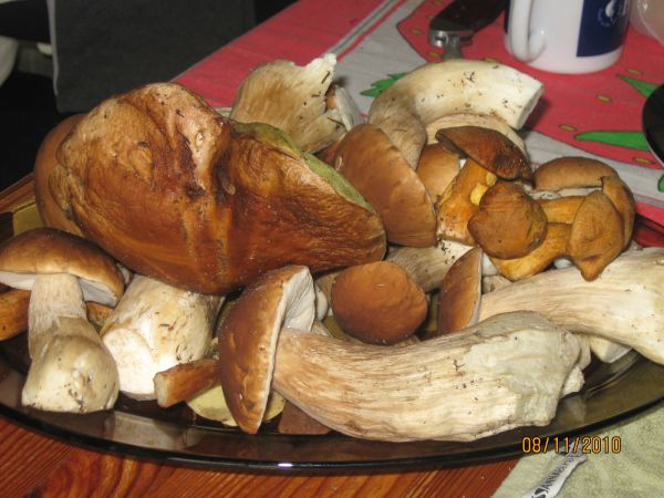 Wracając z obiadu zbierałem kolację.