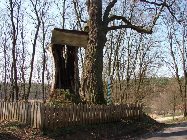 Dęby - Adam i Ewa. Jedno z drzew zniszczone przez wyładownia atmosferyczne. Za pomnik przyrody uznane w roku 1955.