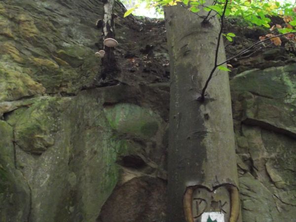 pewnie kamień wcześniej był, później drzewo posadzono a jak wyrosło to miłość wyznano - kalecząc strukturę jego łyka i kory, następnie oznaczenie szlaku naniesi