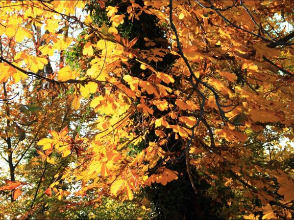 Arboretum w Bolestraszycach - jesienią.